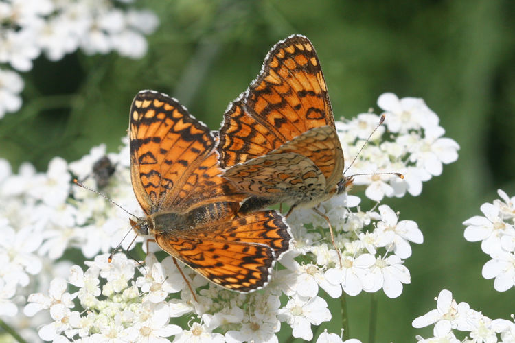 Melitaea phoebe ottonis: Bild 20