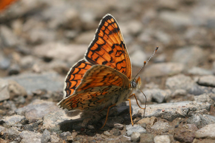Melitaea phoebe ottonis: Bild 14