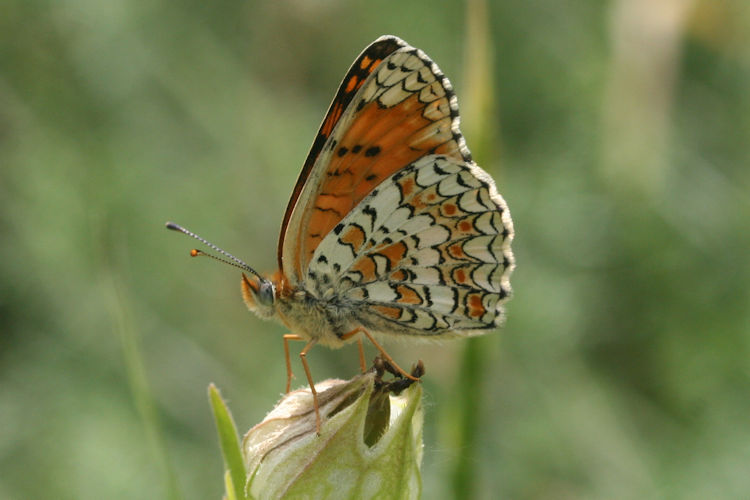 Melitaea phoebe ottonis: Bild 15