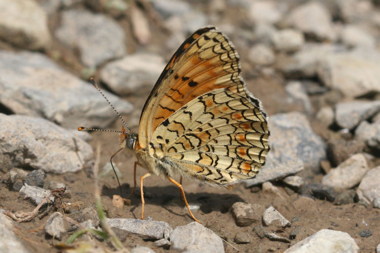 Melitaea phoebe ottonis: Bild 16