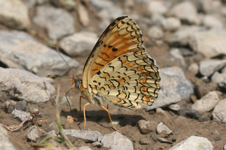 Melitaea phoebe ottonis: Bild 17