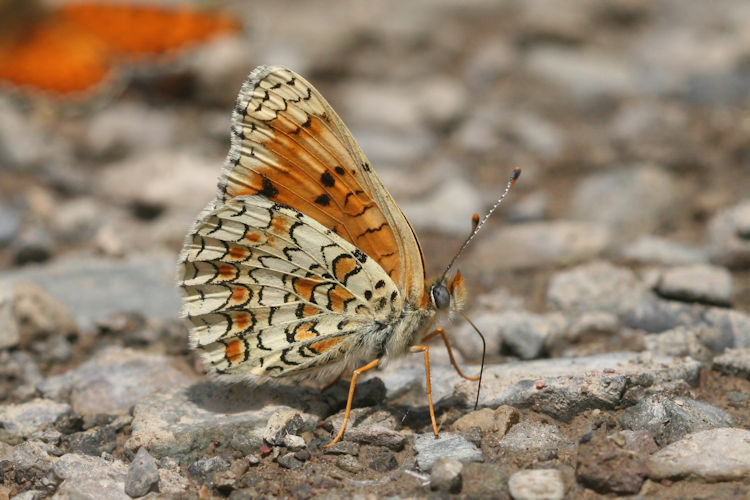 Melitaea phoebe ottonis: Bild 17