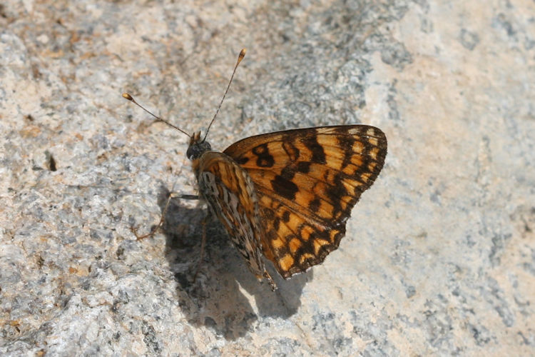 Melitaea ornata ogygia: Bild 9