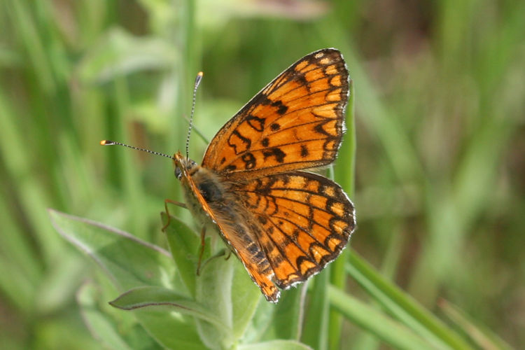 Melitaea phoebe ottonis: Bild 5