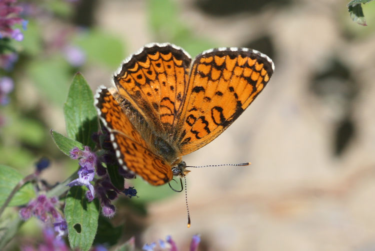 Melitaea arduinna kocaki: Bild 2