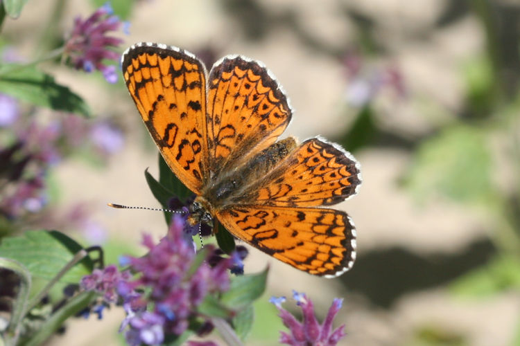 Melitaea arduinna kocaki: Bild 3