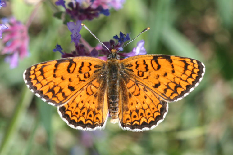 Melitaea arduinna: Bild 4