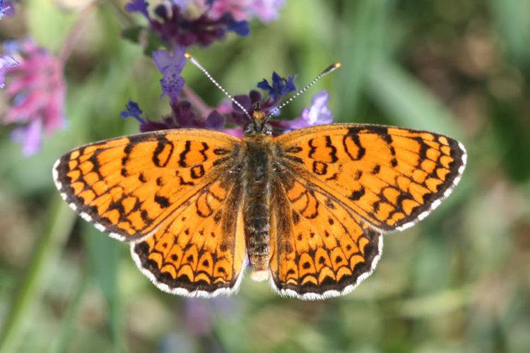 Melitaea arduinna kocaki: Bild 4