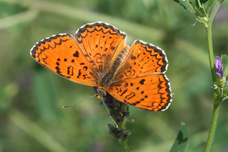 Melitaea arduinna kocaki: Bild 5