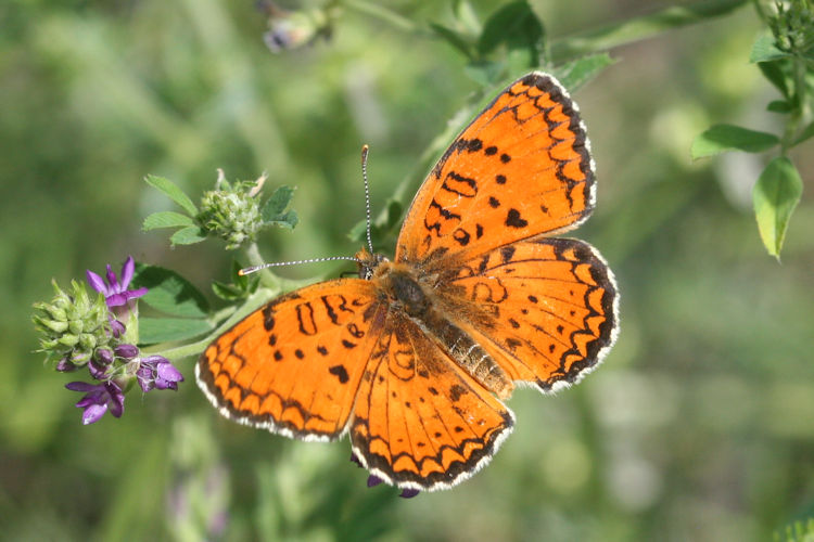 Melitaea arduinna kocaki: Bild 6