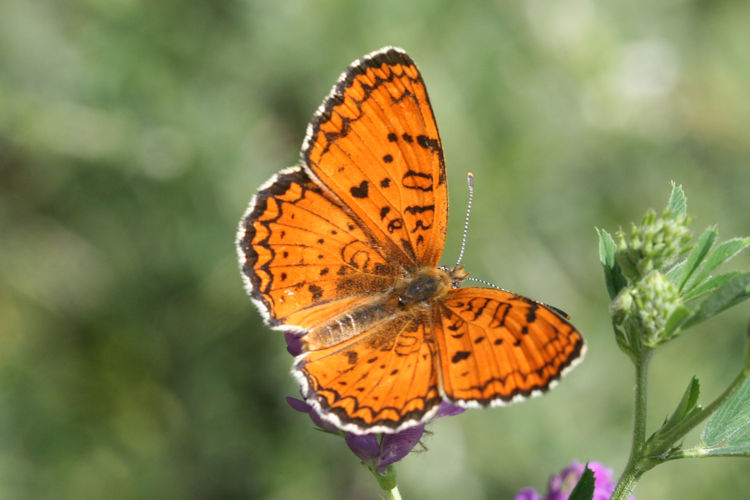 Melitaea arduinna: Bild 7