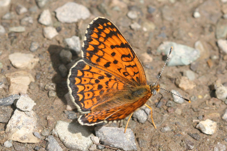 Melitaea arduinna: Bild 10