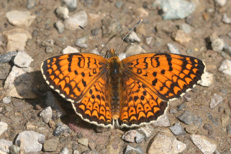 Melitaea arduinna: Bild 11