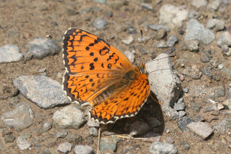 Melitaea arduinna: Bild 12