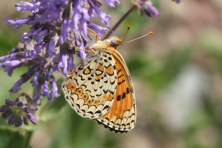 Melitaea arduinna kocaki: Bild 28