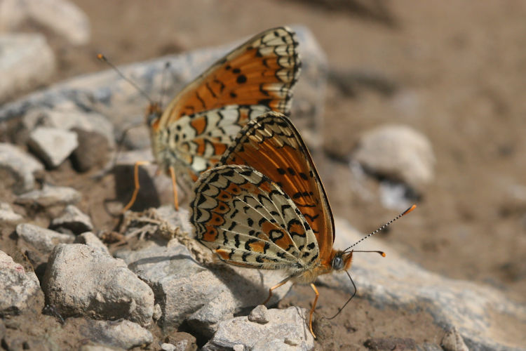 Melitaea arduinna kocaki: Bild 29