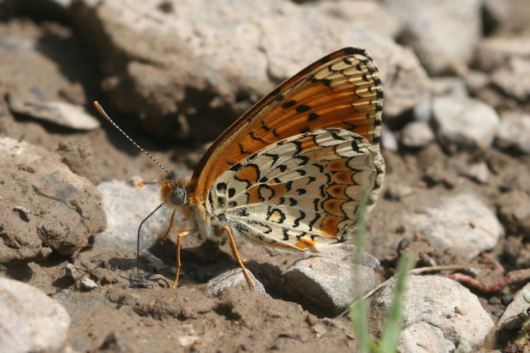 Melitaea arduinna kocaki: Bild 31