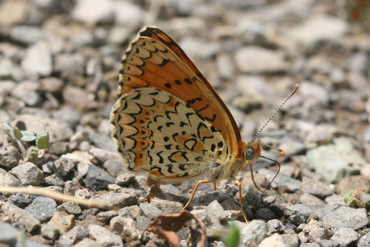 Melitaea arduinna kocaki: Bild 32