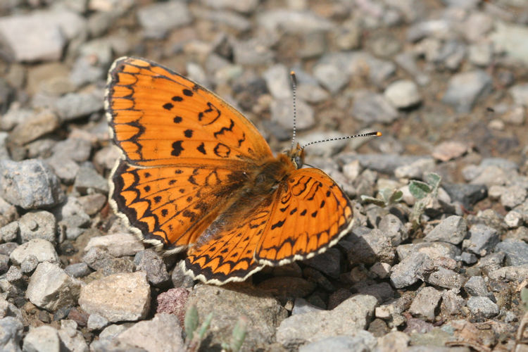 Melitaea arduinna: Bild 13