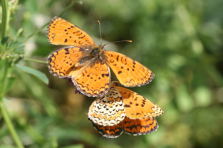 Melitaea arduinna: Bild 15