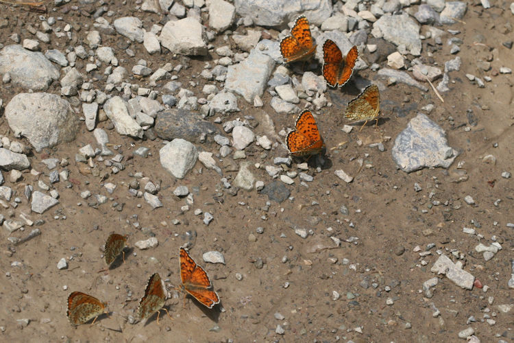 Melitaea arduinna: Bild 16
