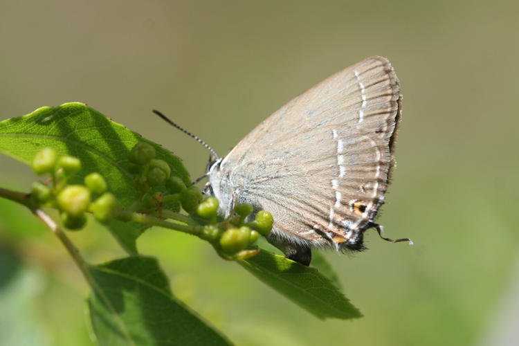 Satyrium abdominalis: Bild 9