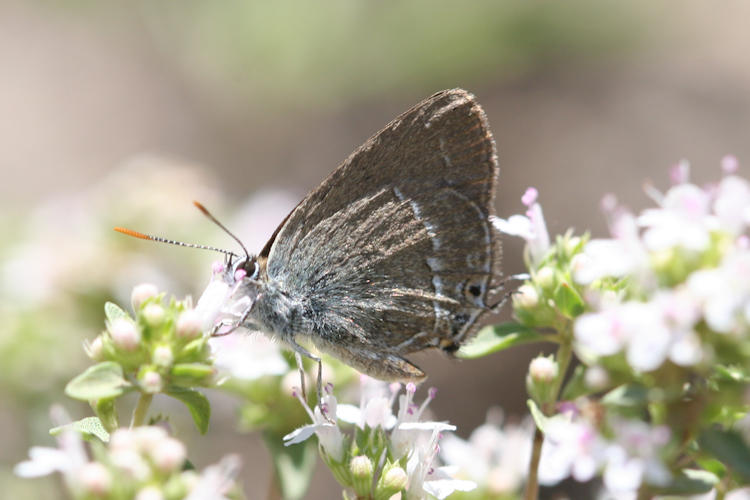 Satyrium abdominalis: Bild 4