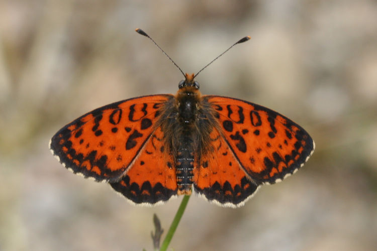 Melitaea interrupta: Bild 2