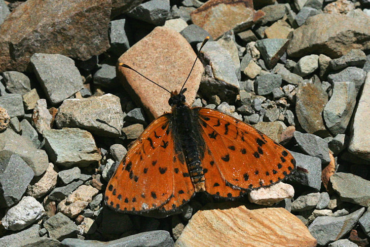 Melitaea persea: Bild 2