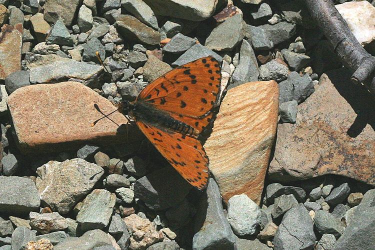 Melitaea persea: Bild 3