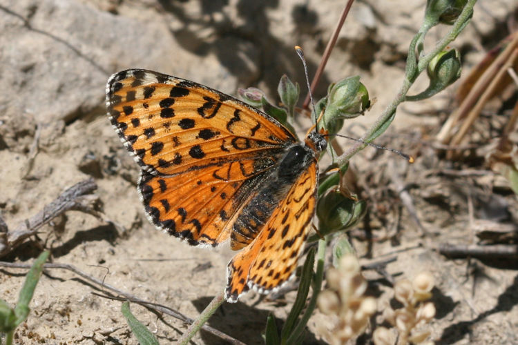 Melitaea persea: Bild 6