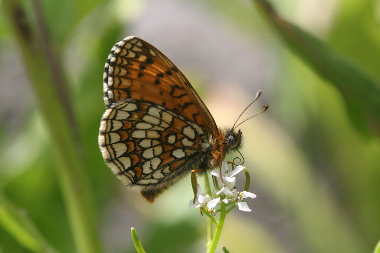 Melitaea caucasogenita: Bild 18