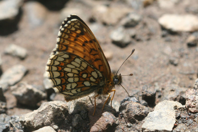 Melitaea caucasogenita: Bild 19