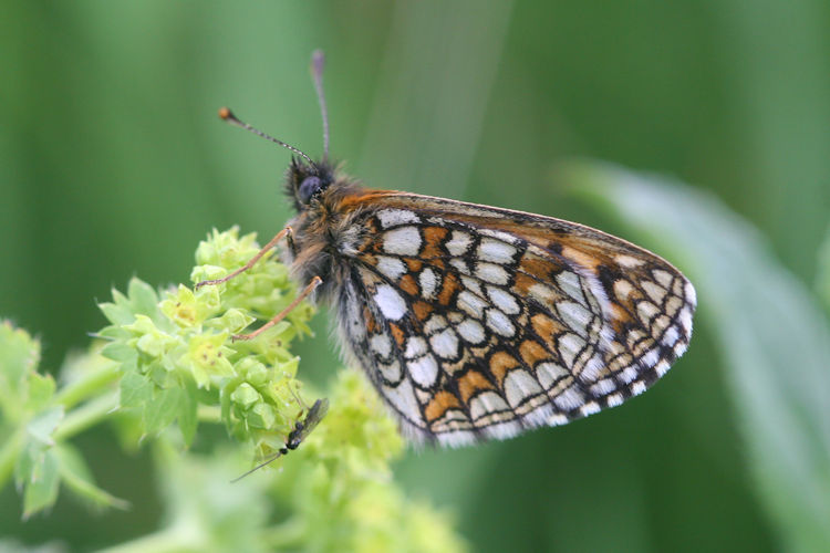 Melitaea caucasogenita: Bild 24