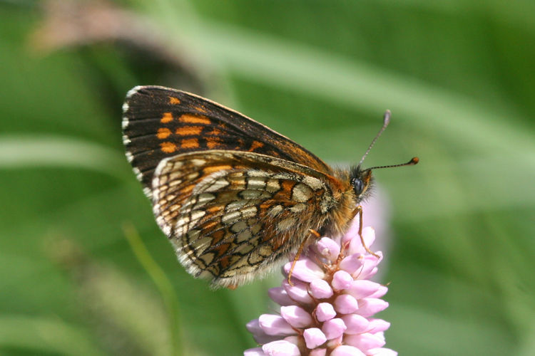 Melitaea caucasogenita: Bild 20