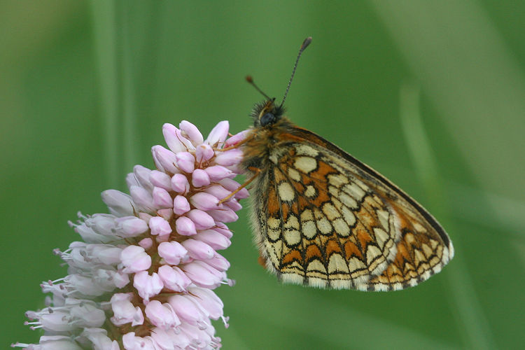 Melitaea caucasogenita: Bild 22