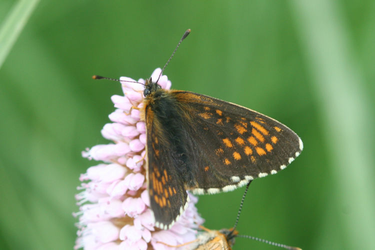 Melitaea caucasogenita: Bild 2