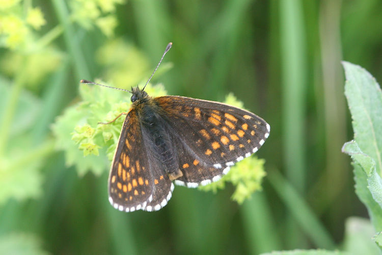 Melitaea caucasogenita: Bild 3