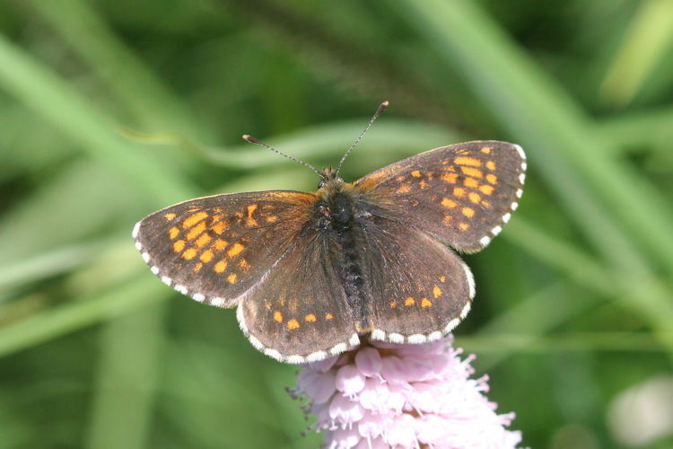 Melitaea caucasogenita: Bild 4