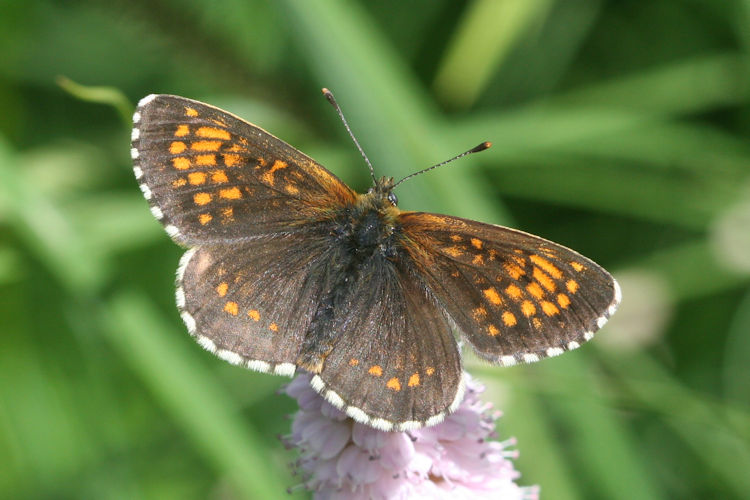 Melitaea caucasogenita: Bild 5