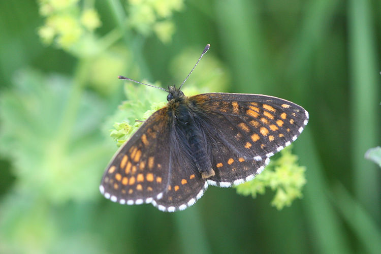 Melitaea caucasogenita: Bild 6