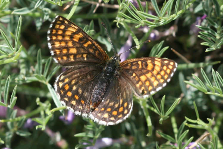 Melitaea caucasogenita: Bild 16