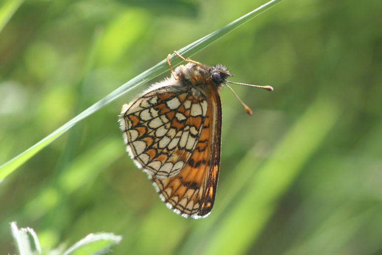 Melitaea caucasogenita: Bild 26