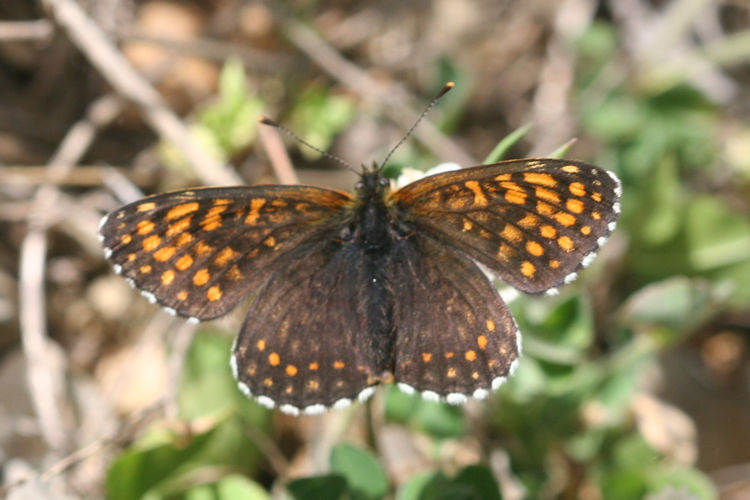 Melitaea caucasogenita: Bild 7