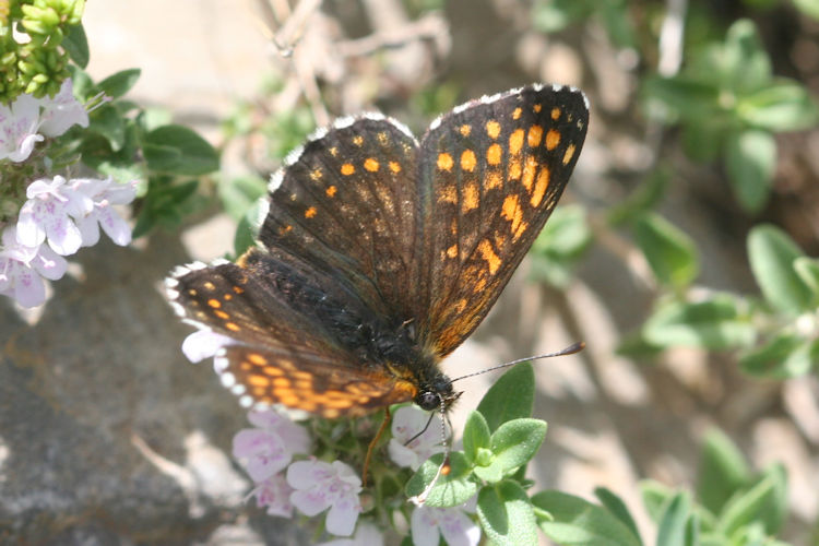 Melitaea caucasogenita: Bild 9