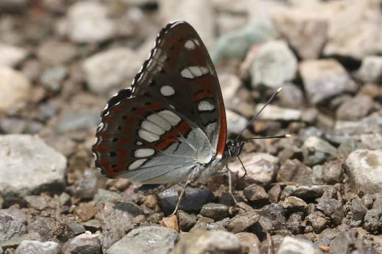 Limenitis reducta reducta: Bild 7