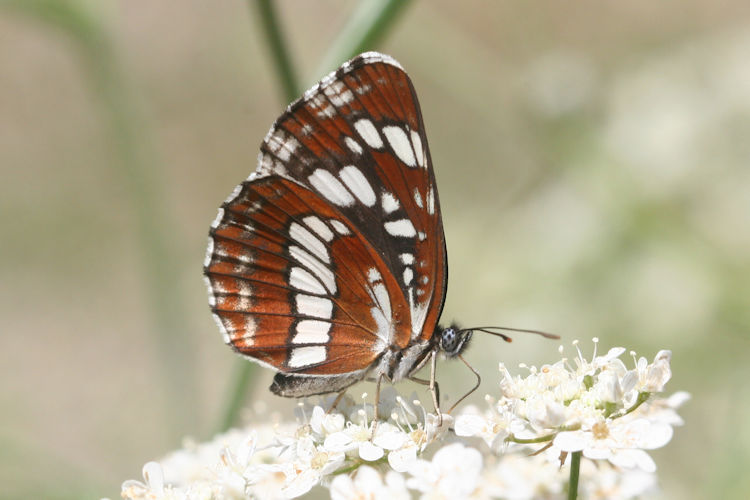 Neptis rivularis ludmilla: Bild 23