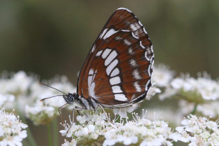 Neptis rivularis ludmilla: Bild 27