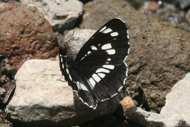 Neptis rivularis ludmilla: Bild 2