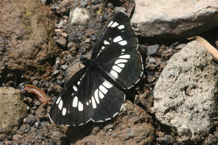 Neptis rivularis ludmilla: Bild 3